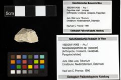Foto (Objekt + Etiketten) von Mesoparapylocheles sp. 